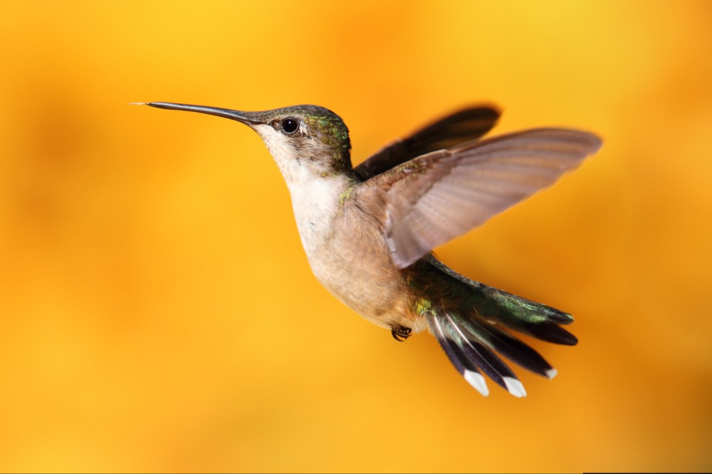 google hummingbird update website design in fl